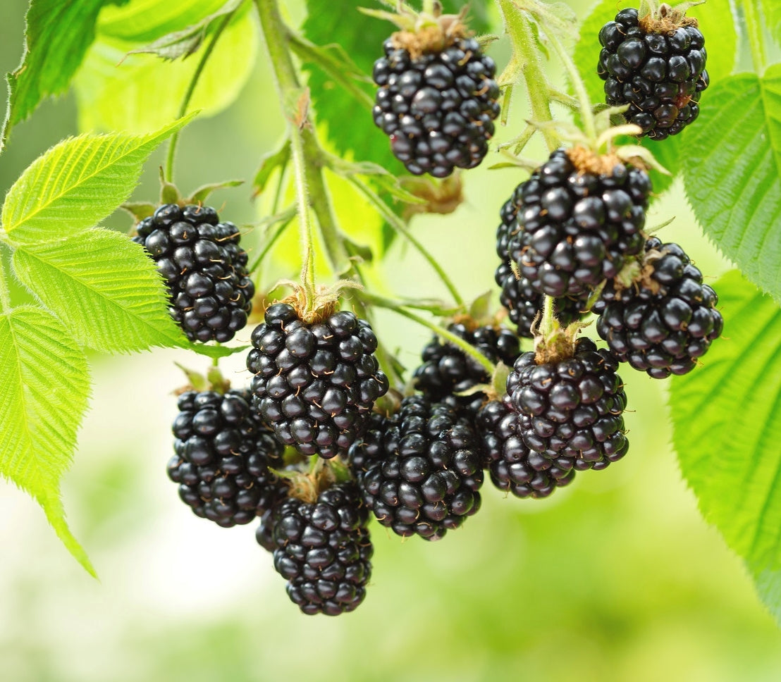 50Pcs Blackberry Seeds, Easy to Grow