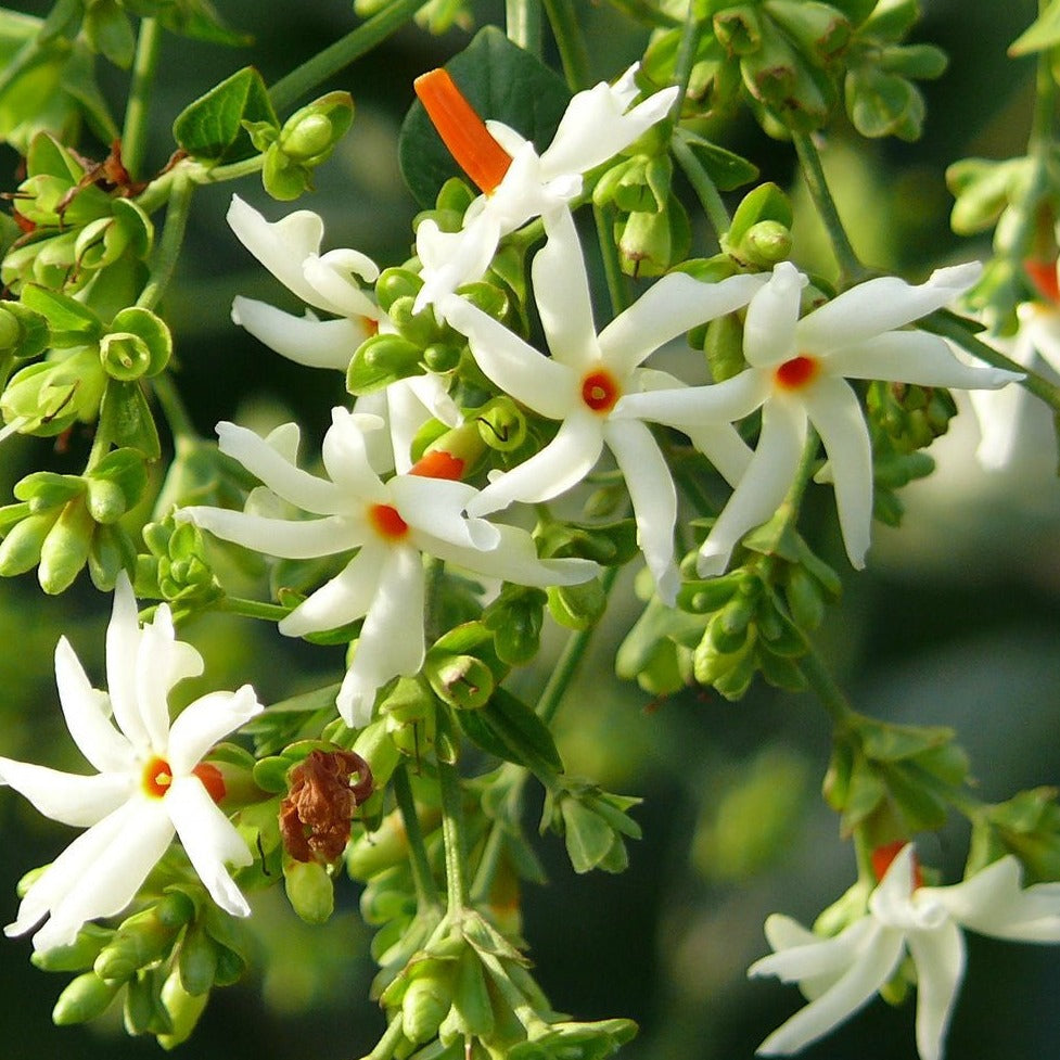 20pcs Night Blooming Jasmine Seeds