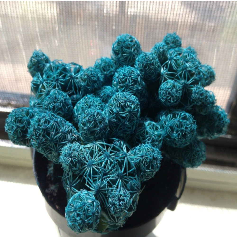 200pcs Exotic Mixed Cactus Seeds