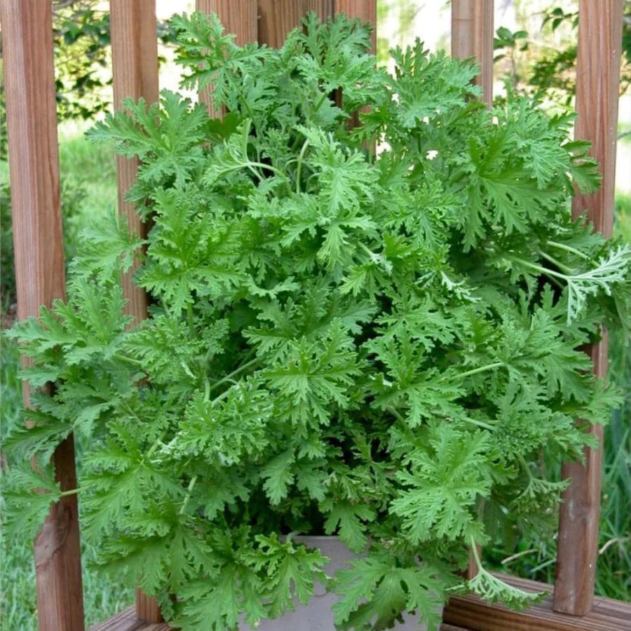 100pcs Mosquito Repelling Citronella Plant Flores