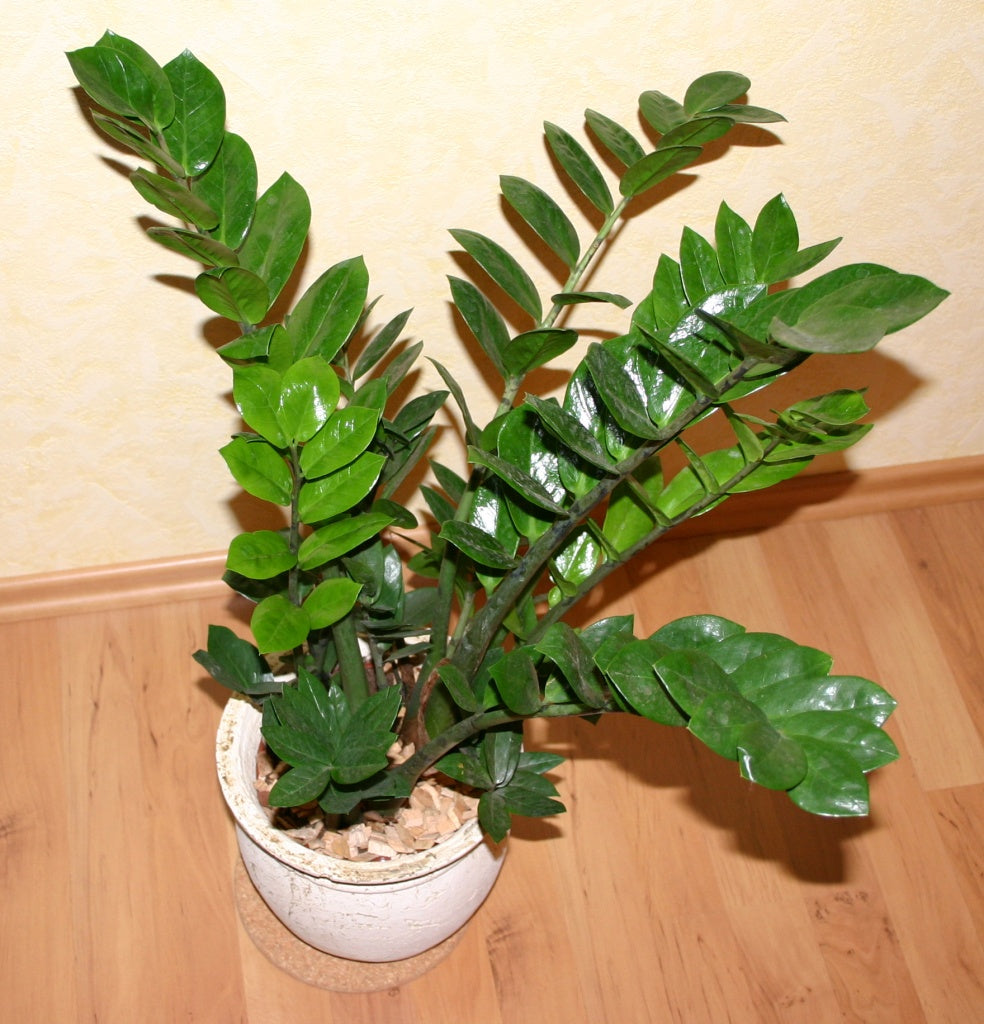 50Pcs Money Tree Plant Seeds (Zamioculcas zamiifolia)