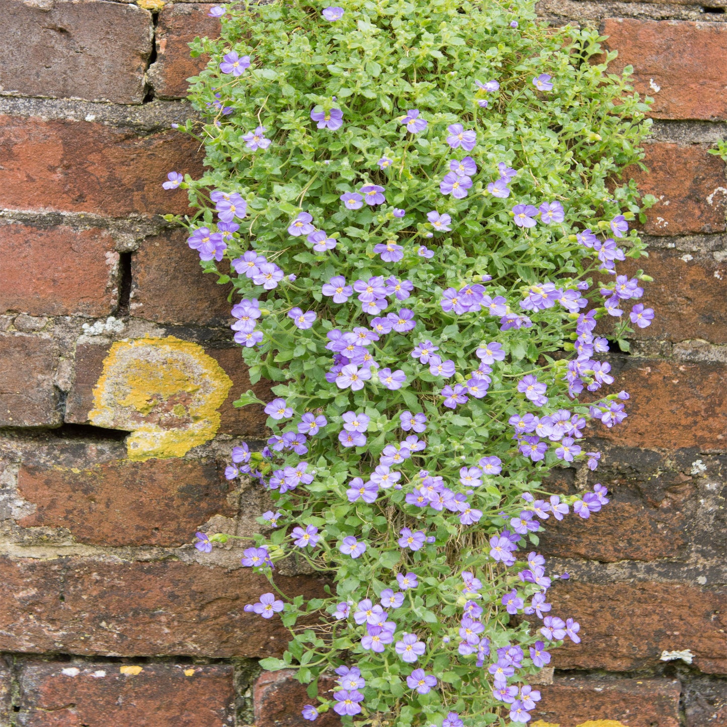 100Pcs Rockcress Pale Blue (Aubrieta Hybrida Graeca) Flower Seeds