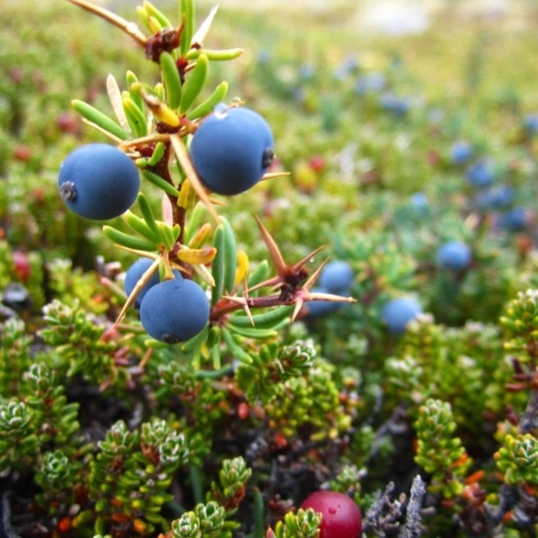 50Pcs Calafate Berry (Berberis microphylla) Berry Seeds