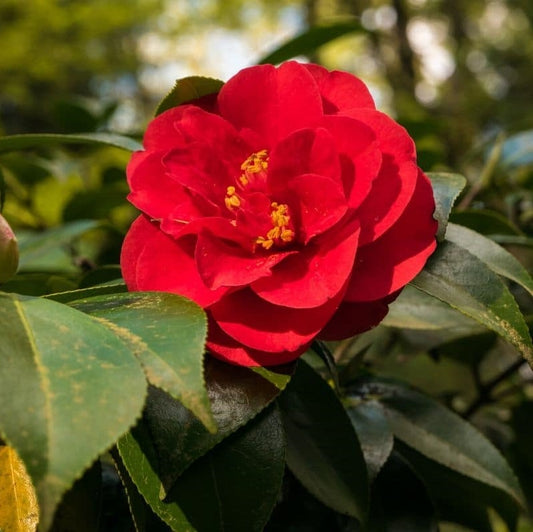 Camellia japonica (Japanese Camellia), Japanese Flower Seeds