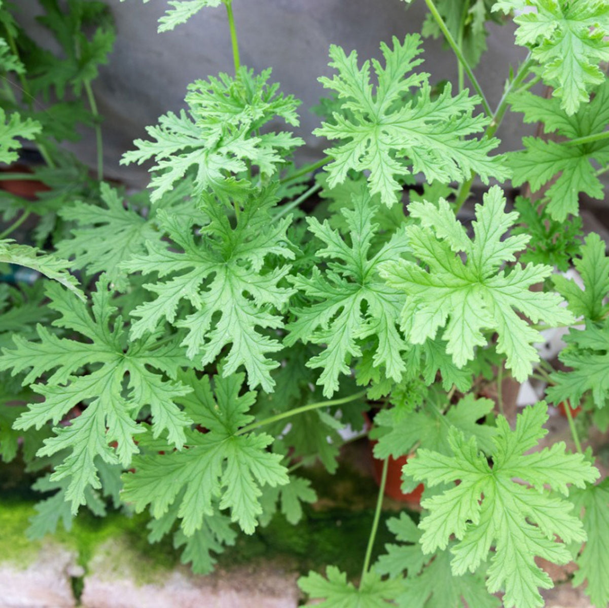 100pcs Mosquito Repelling Citronella Plant Flores