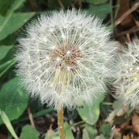 Dandelion (Taraxacum) Plant Seeds