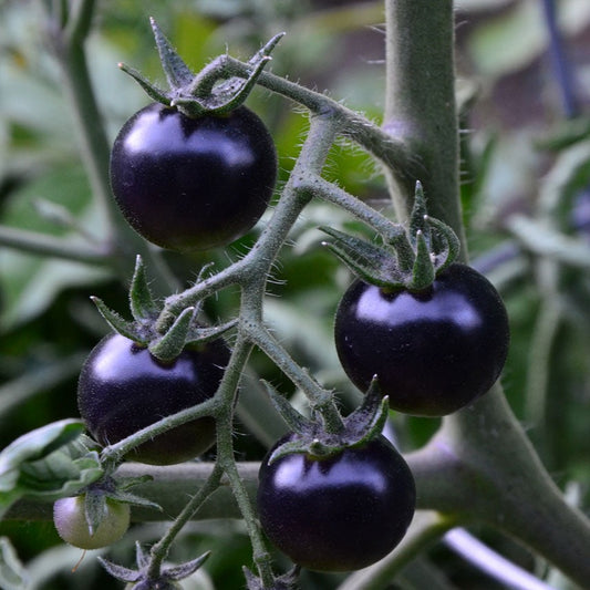 100pcs Black Cherry Tomato Seeds