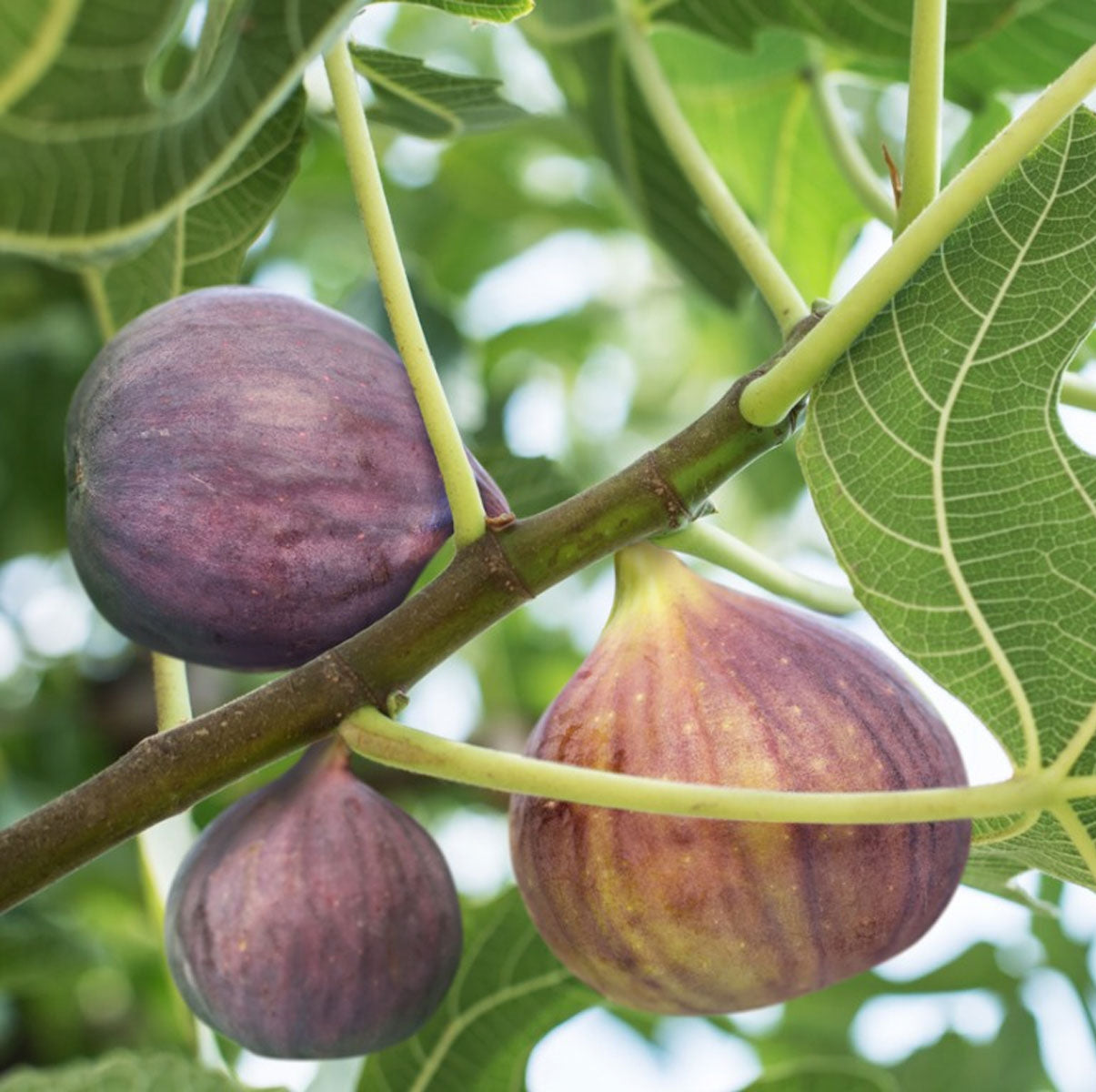 10Pcs Figs Fruit Tree Seeds