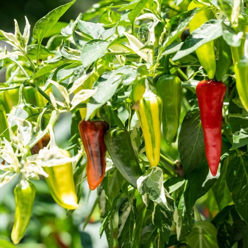 Fish Pepper Seeds