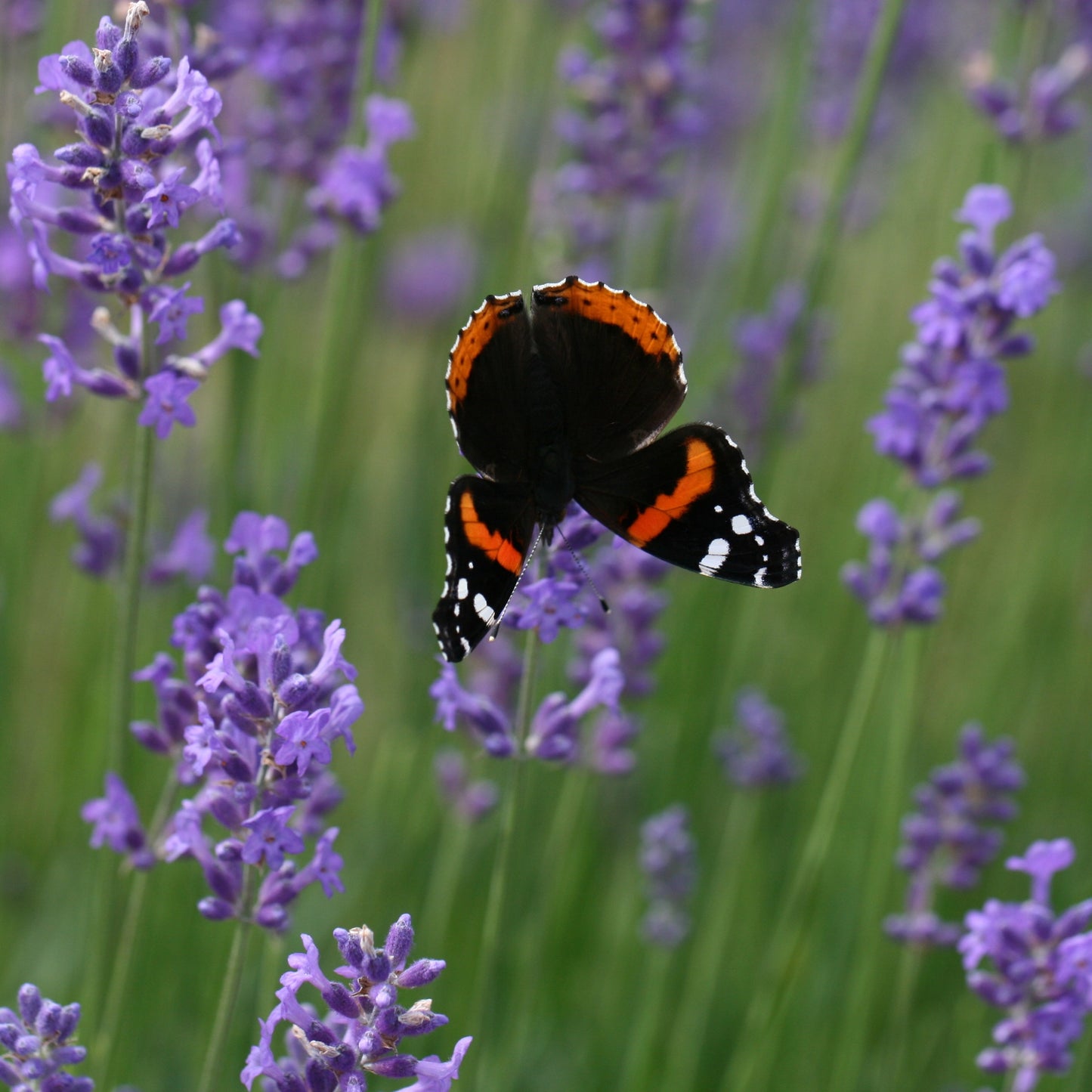 200Pcs Butterfly Delphinium, Attracts Butterflies
