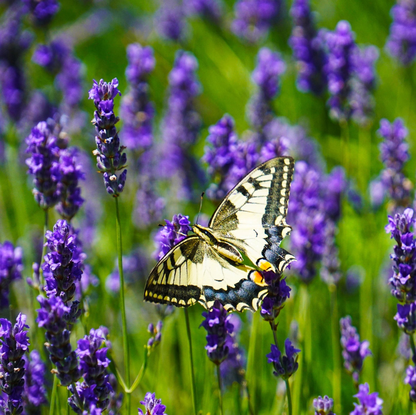 200Pcs Butterfly Delphinium, Attracts Butterflies