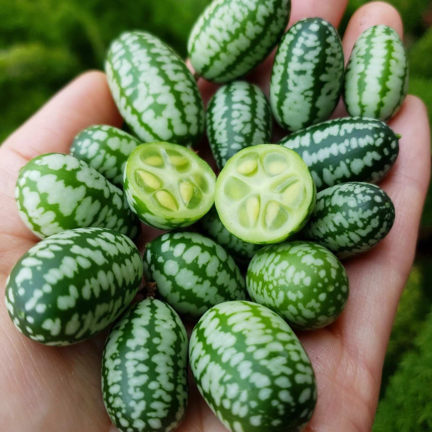 100pcs Mexican Sour Gherkin Mini Cucumber Seeds