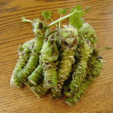 20pcs Wasabi Japanese Horseradish Seed