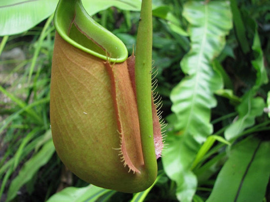 Nepenthes Insectivorous Plant Seeds