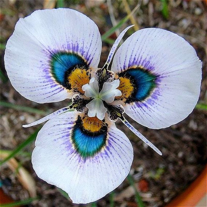 rare flower seeds Rare Butterfly Orchid Flower 100 Graines – Passion For Plantation