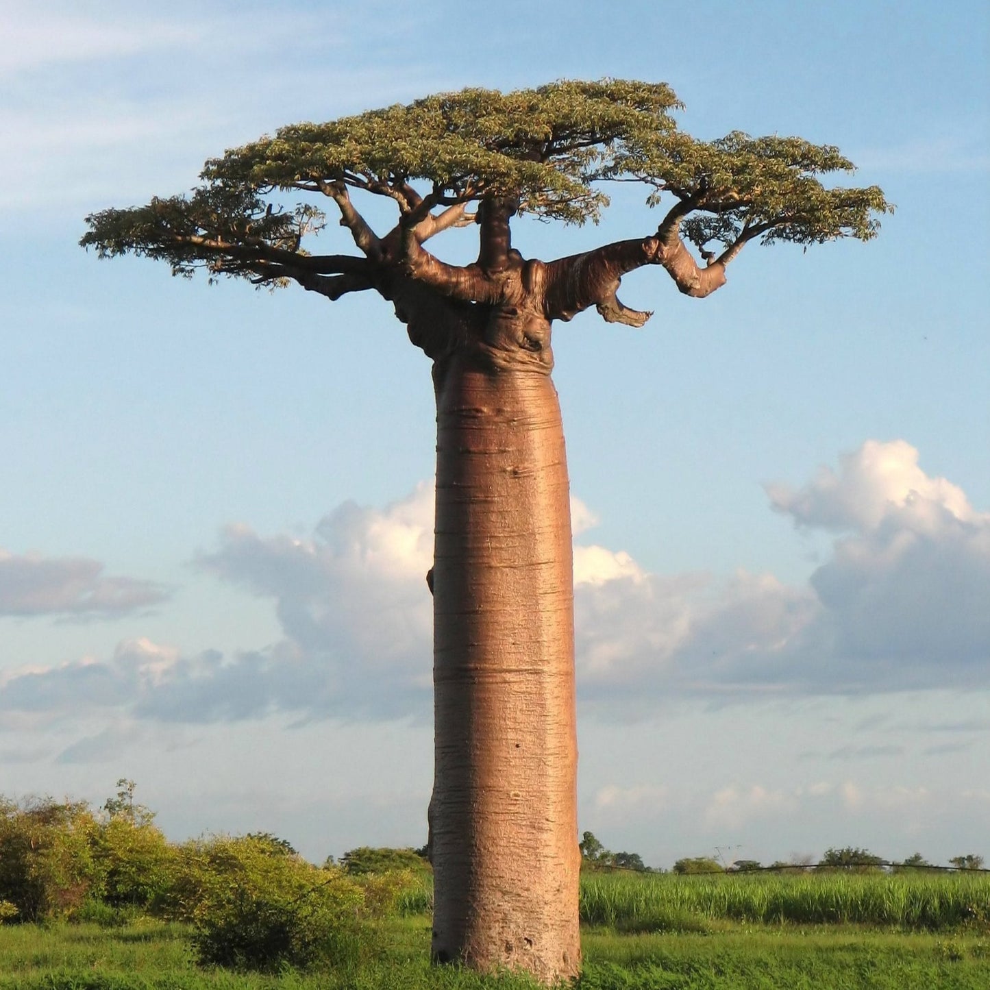 Baobab Tree Seeds