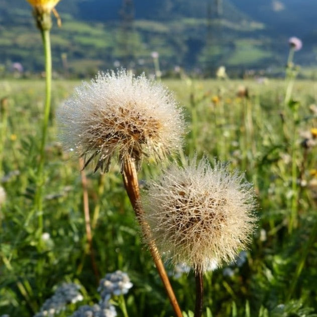 Dandelion (Taraxacum) Plant Seeds