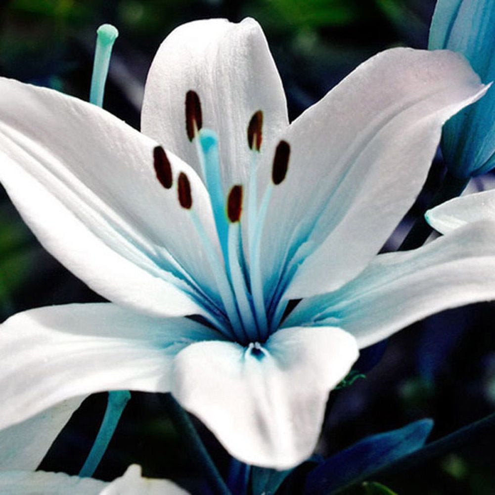 Rare Blue Stargazer Heart Lily Seeds