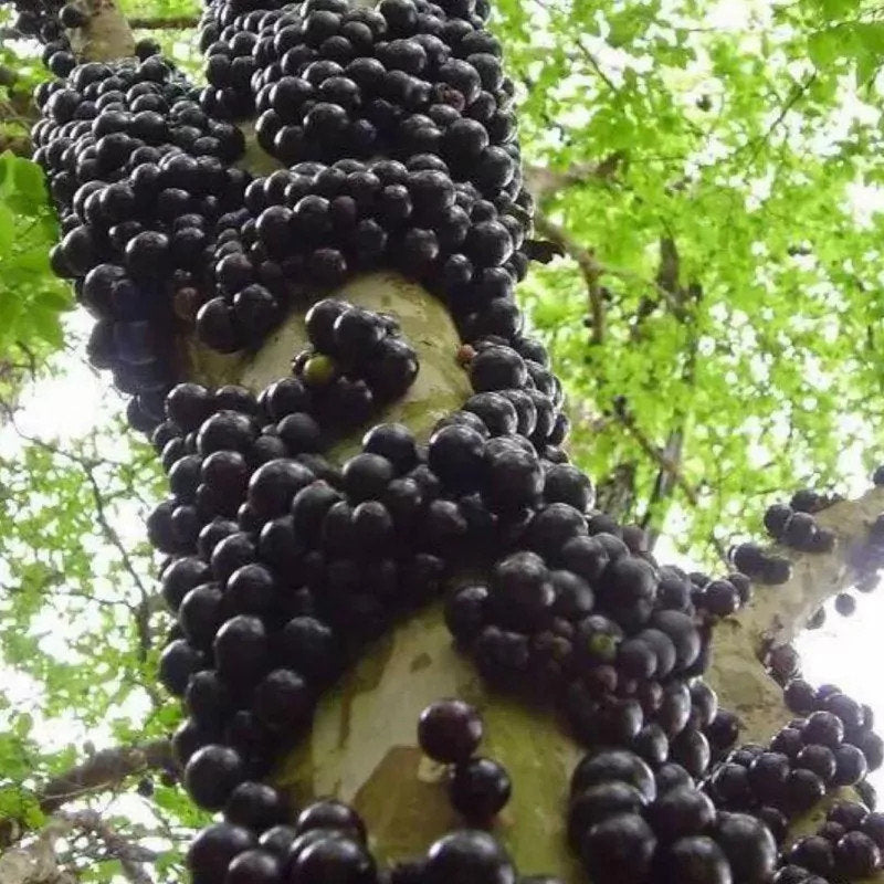 Rare Brazilian Grape Tree (Jabuticaba) Seeds