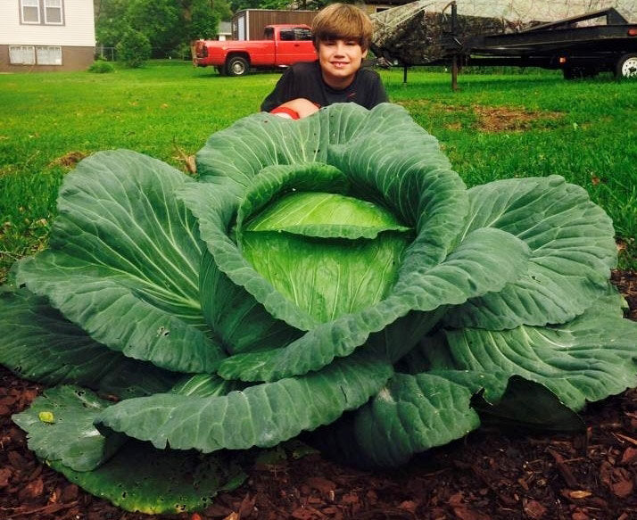 Big Giant Organic Cabbage Seeds