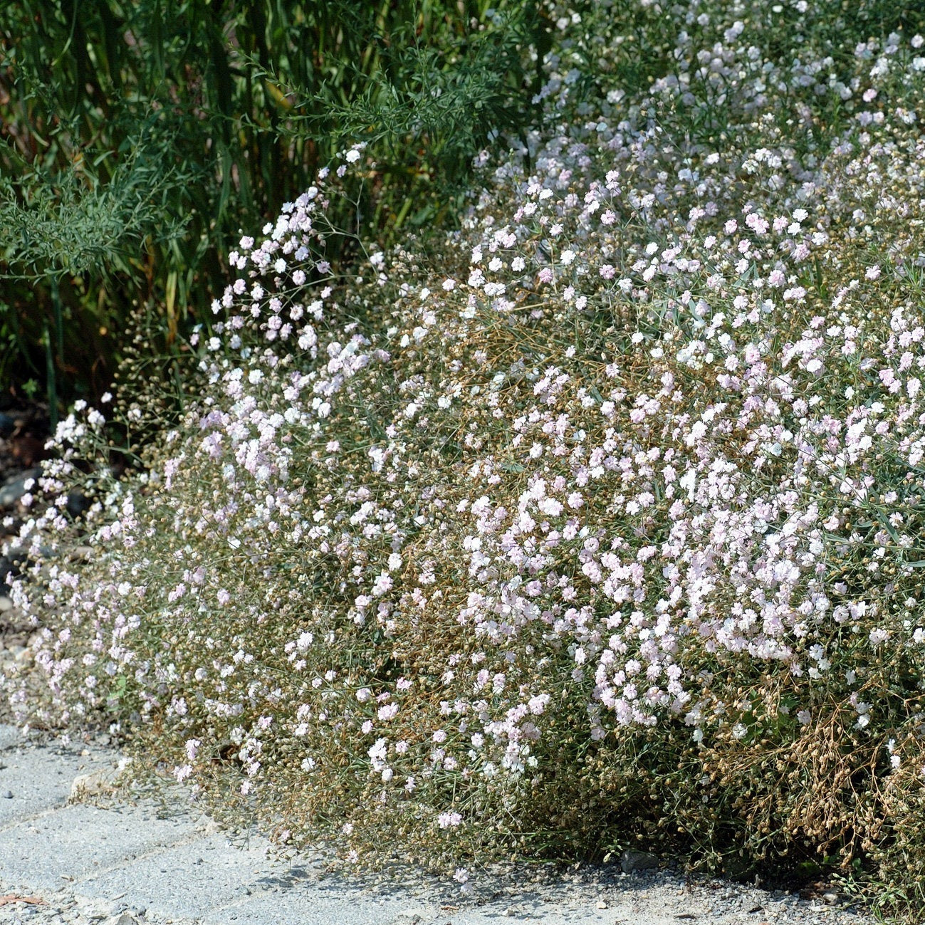 50Pcs Baby's Breath, Gypsophila Seeds