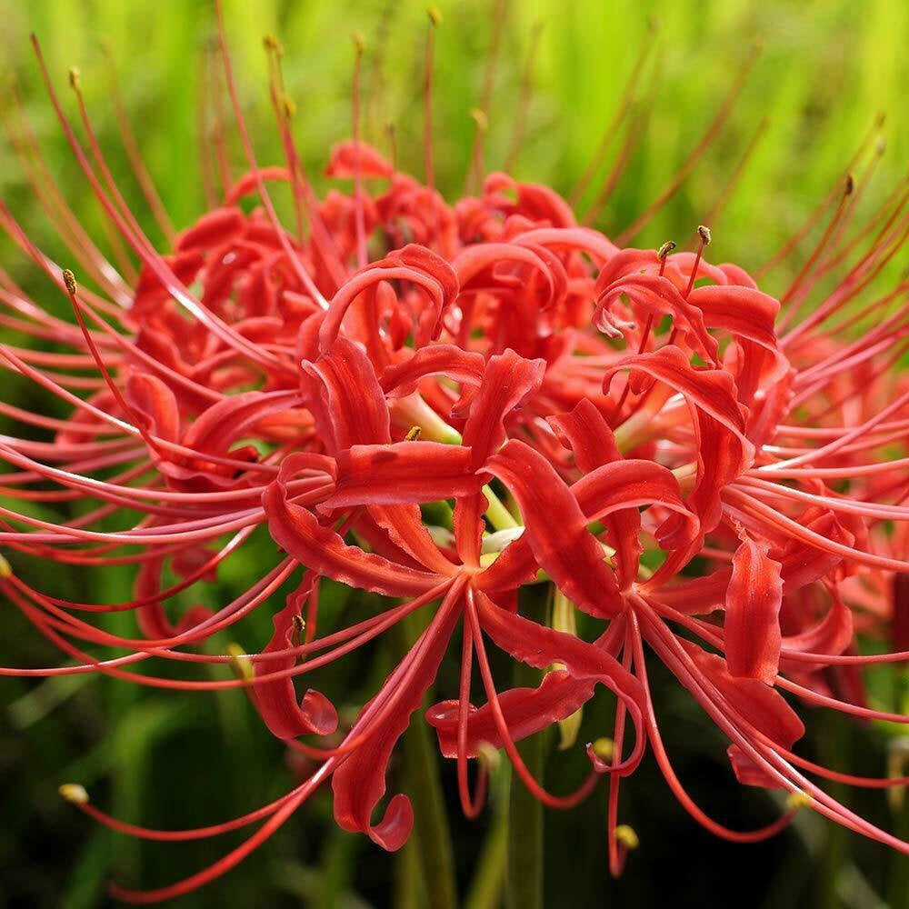 red spider lily in spanish 20Pcs Japanese Red Spider Lily / Higanbana Flower Seeds – Passion For Plantation