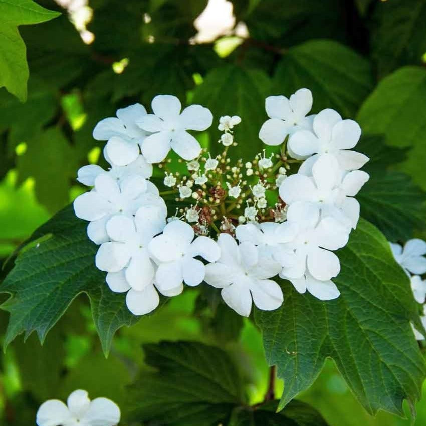 20Pcs Viburnum Trilobum Seeds