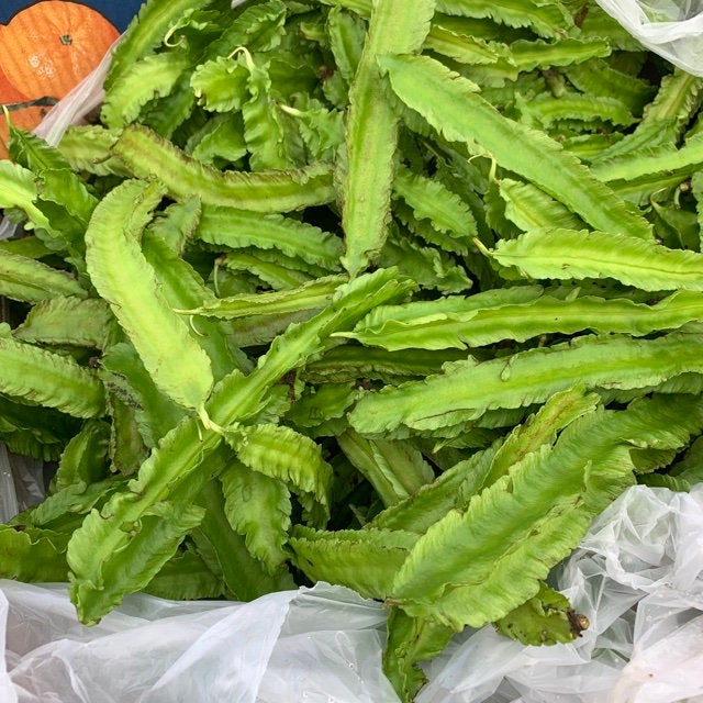 10Pcs Winged Bean Seeds (Psophocarpus tetragonolobus)