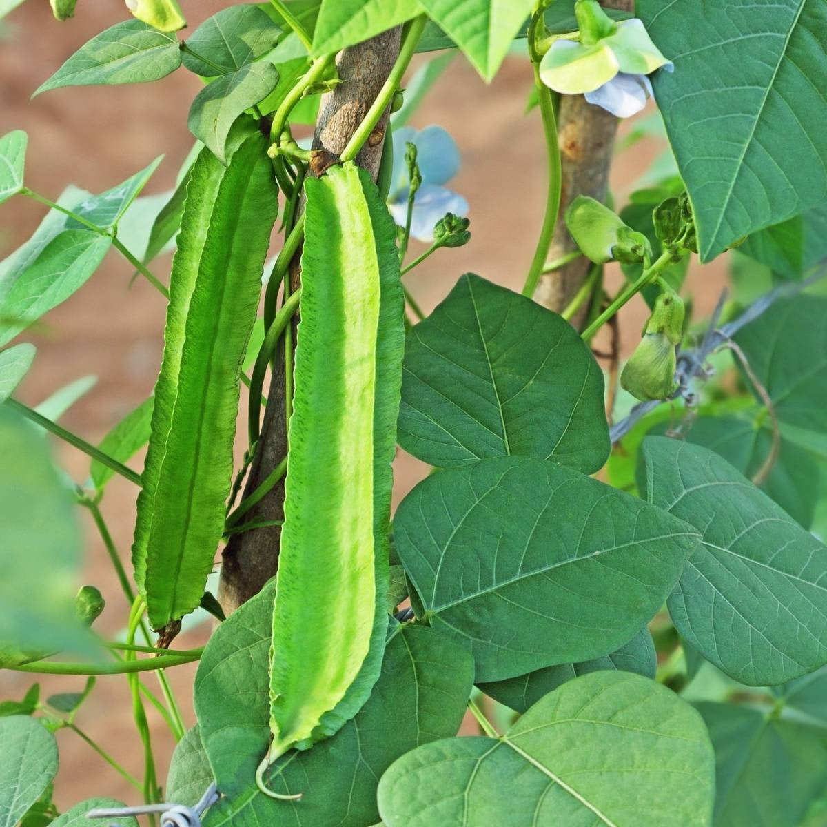 10Pcs Winged Bean Seeds (Psophocarpus tetragonolobus)