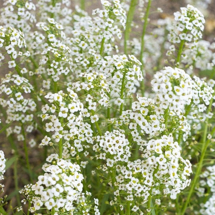 50Pcs Baby's Breath, Gypsophila Seeds