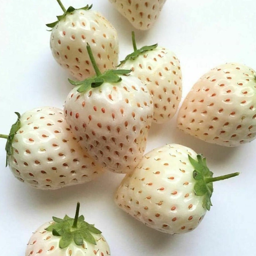 200Pcs Albino White Snow Alpine Strawberry Seeds