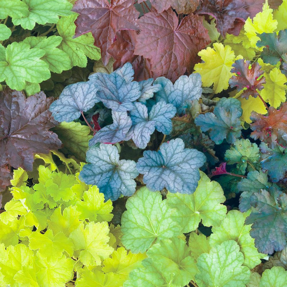 20Pcs Coral Bells (Heuchera Americana) Flower Seeds