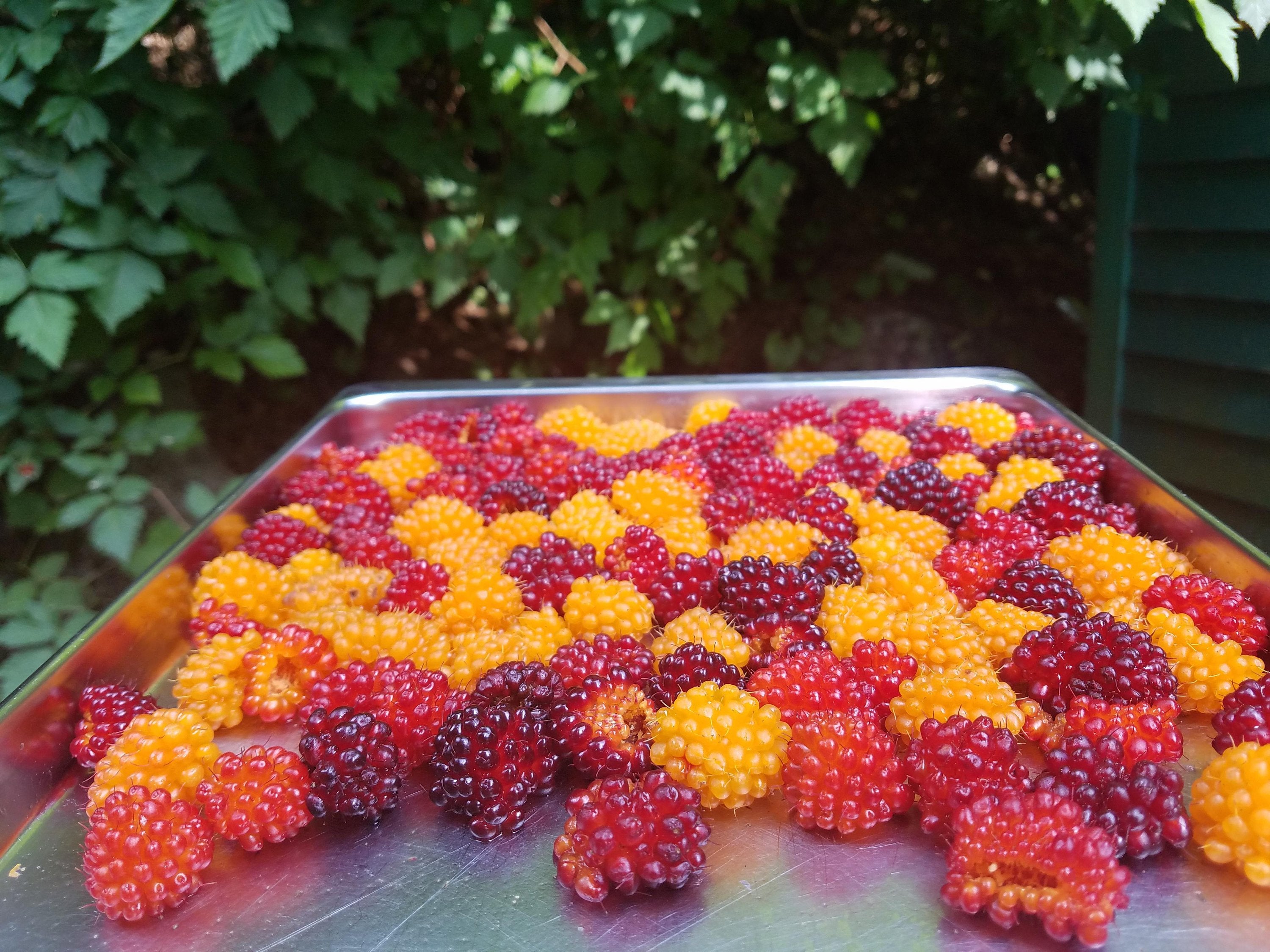 Salmon Berry Range at Joseph Stanfield blog
