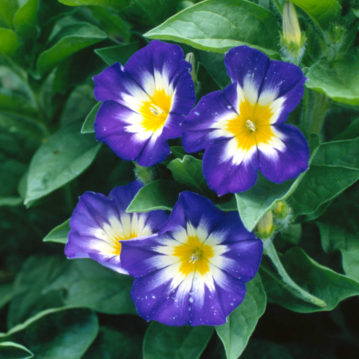 30Pcs Mix Color Morning Glory Flower Seeds