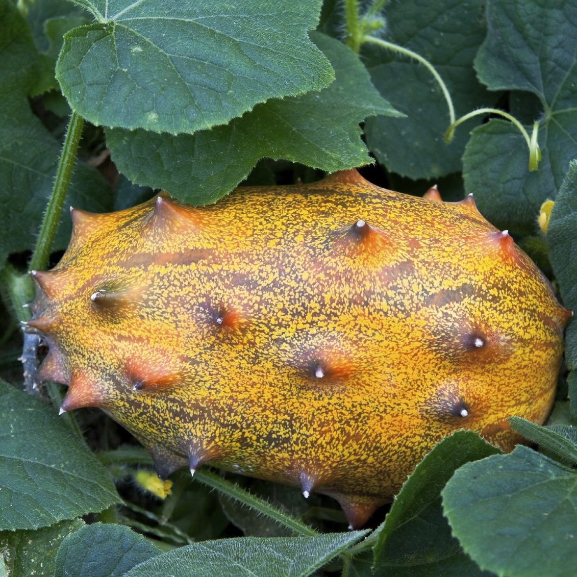 50Pcs Horned Melon Fruit Seeds