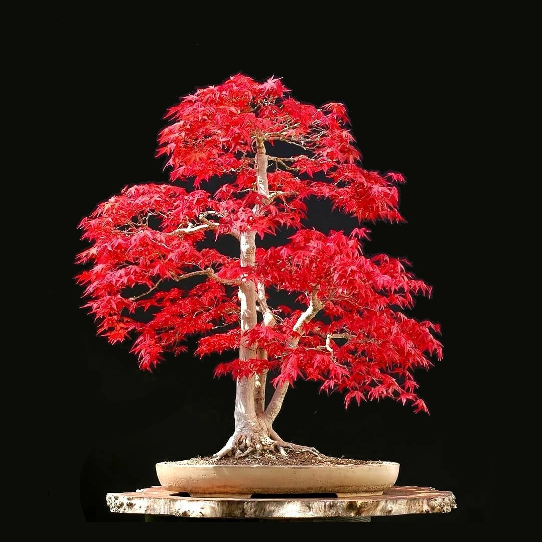 japanese red maple bonsai tree seeds 10Pcs Traditional Japanese Maple Tree Seeds – Passion For Plantation