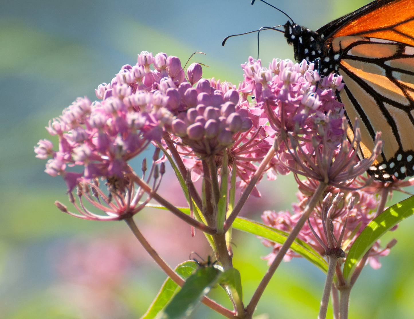 50Pcs Milkweed Flower Seeds, Attracts Bees and Butterflies