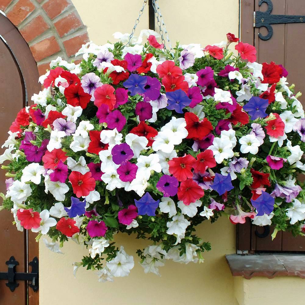 50Pcs Mixed Colors Petunia Seeds
