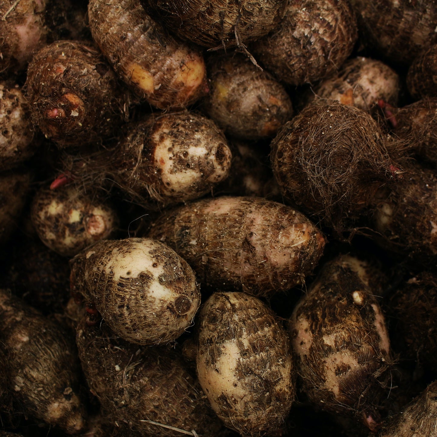 Yam (Dioscorea) Vegetable Plant Seeds