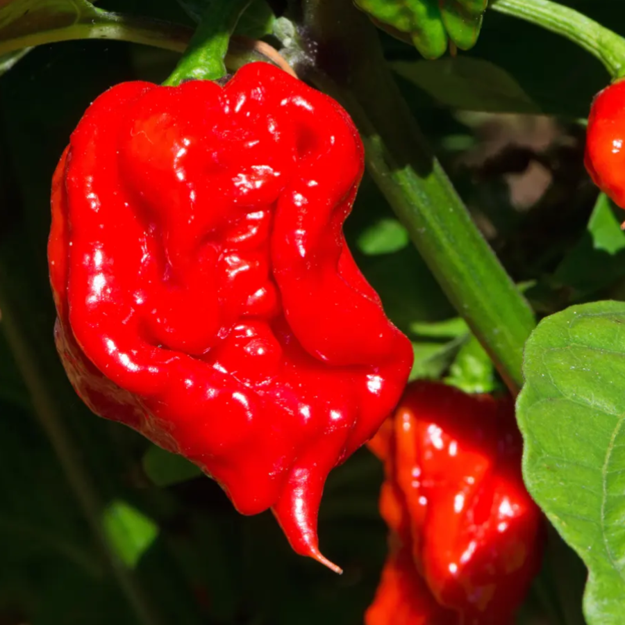 100Pcs Carolina Reaper Pepper Seeds