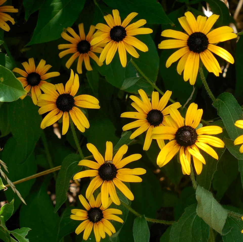 200Pcs Black-Eyed Susan (Rudbeckia hirta) Seeds