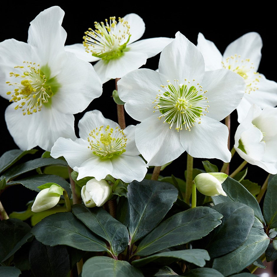 White Angel Christmas Rose (Helleborus Niger) Flower Seeds