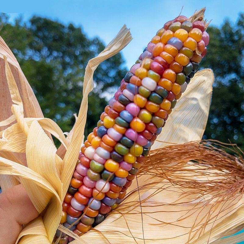 Sweet Rainbow Corn Seeds