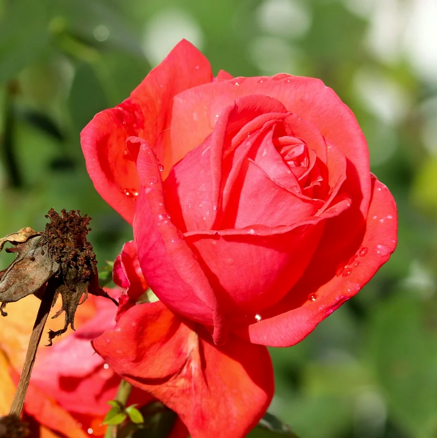 300Pcs Rose Flower Plant Seeds, Rose Bushes Seeds