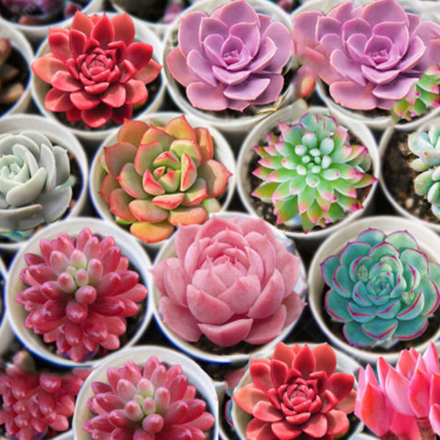 Exotic Mini Succulent Lithop Seeds
