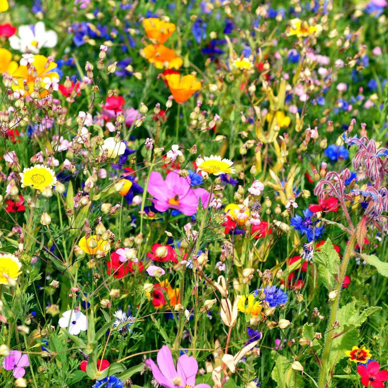 Vibrant Wildflower Combination Seeds
