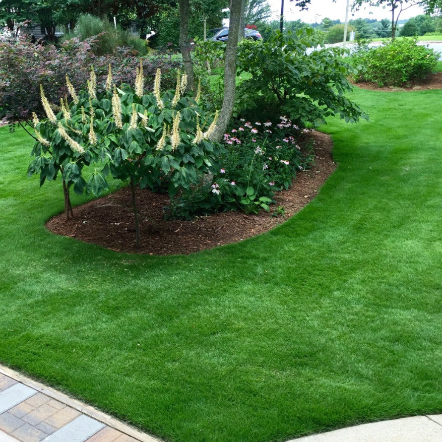 200pcs Korean (No Mow) Grass Seeds Zoysia Tenuifolia