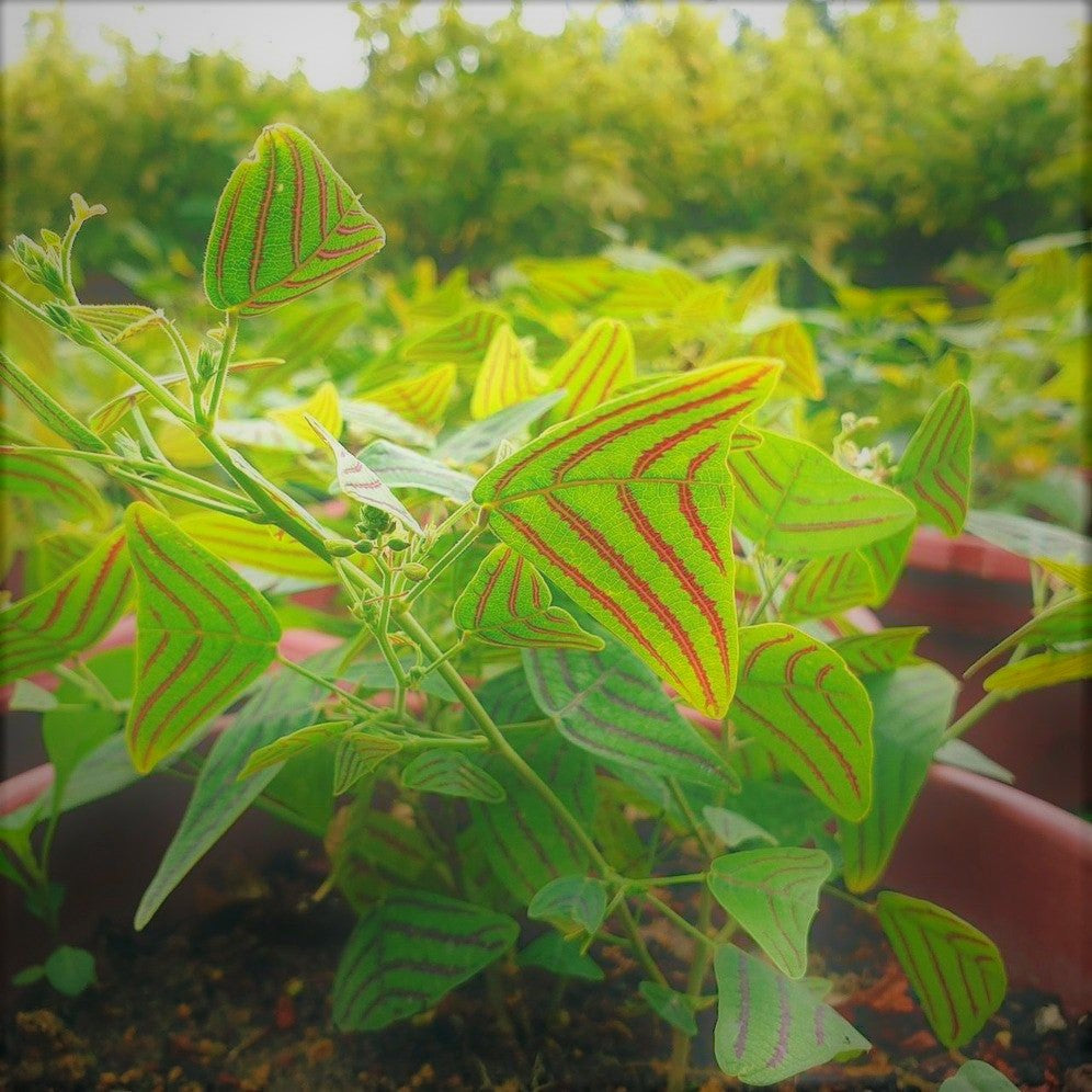 Plants