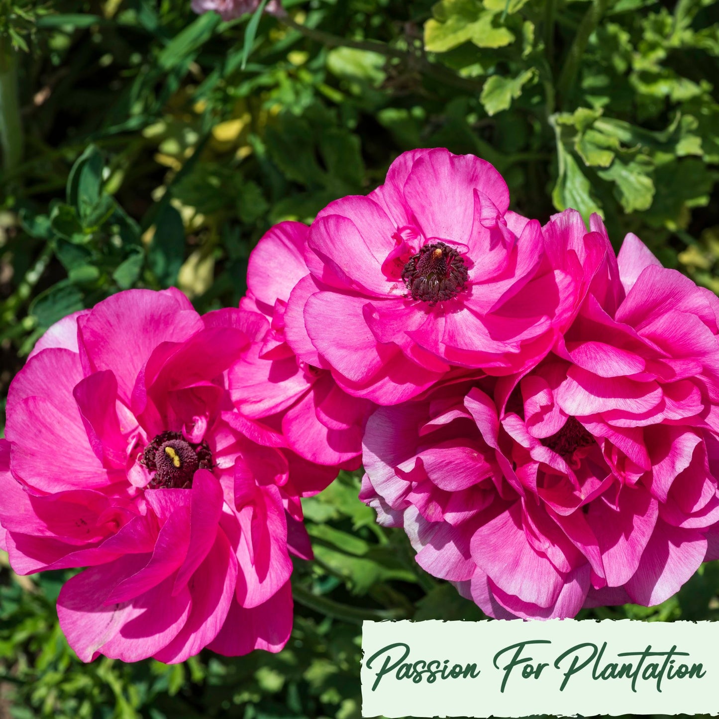 100Pcs Royal Ranunculus Asiaticus Seeds