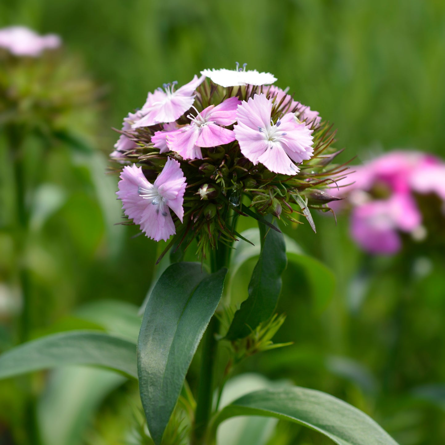 100Pcs Mixed Multicolor Sweet William Flower Seeds